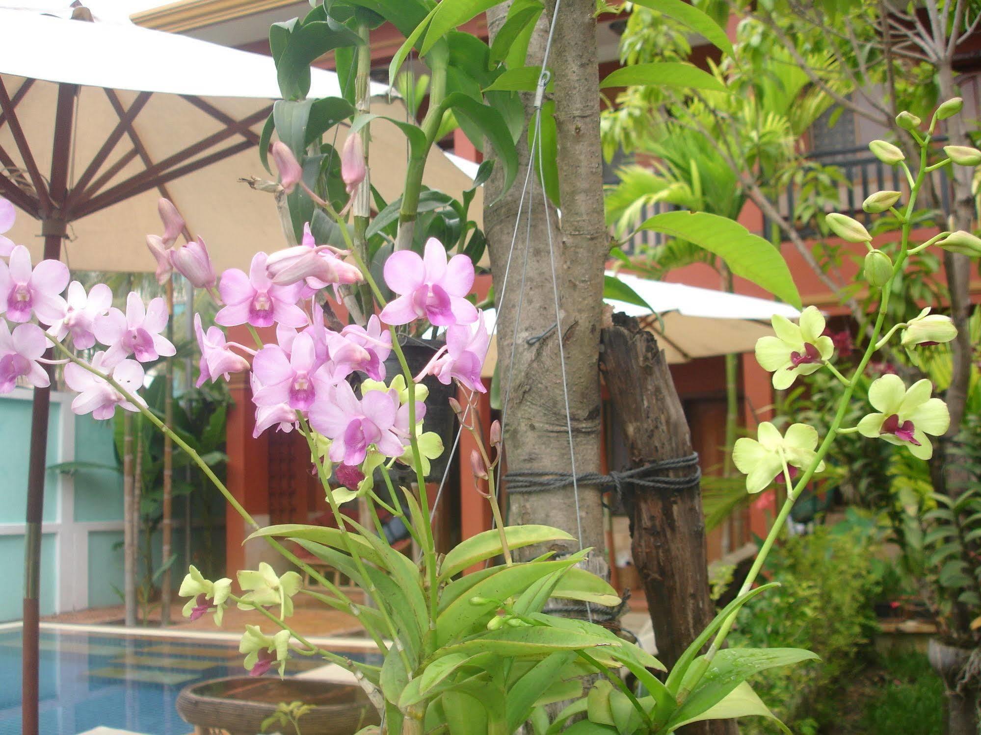 Jasmine Lodge Siem Reap Luaran gambar